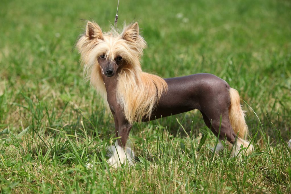 Cão Crista Chinês no Gramado