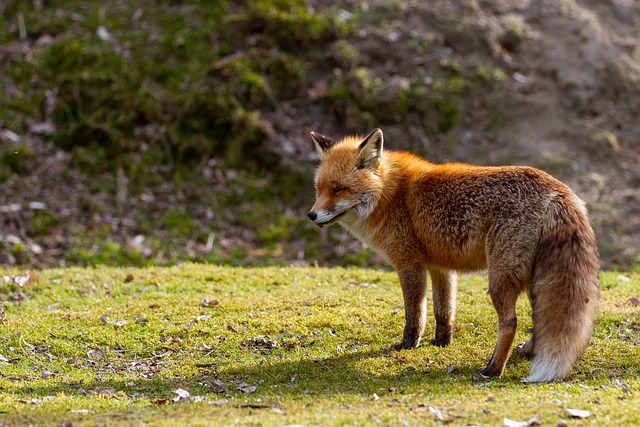 Cão Selvagem Vs Cão Doméstico: Diferenças e Semelhanças