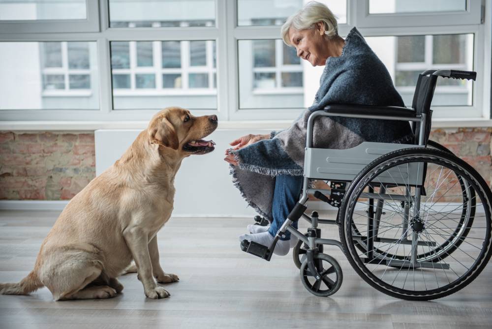 Perro de terapia acompaña a paciente en silla de ruedas