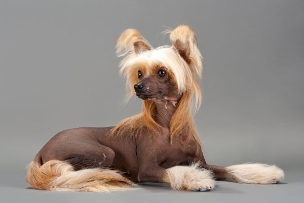 Cão de Crista Chinês Elegante