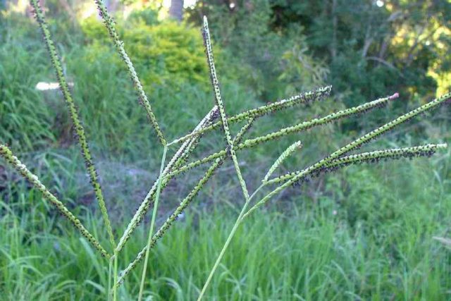 Capim-Missioneiro na Natureza