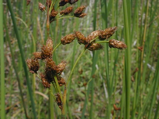 Capim-dos-Juncos