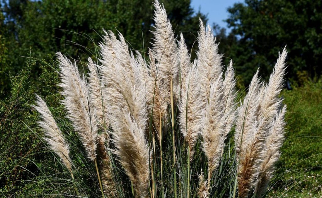 Capim dos Pampas na Natureza