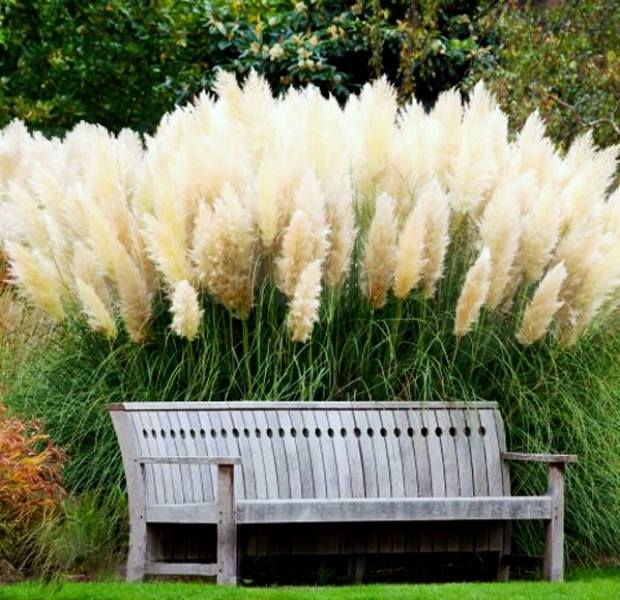 Capim dos Pampas no Parque 