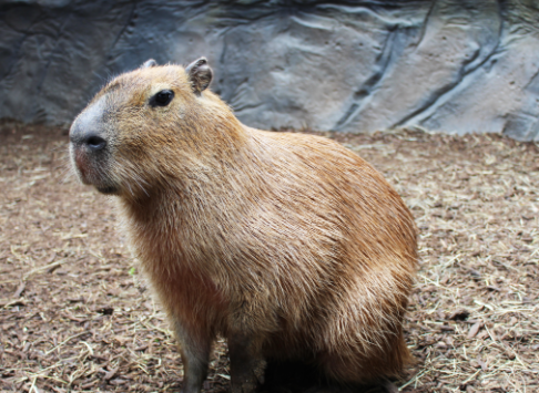 Capivara na Beira do Lago