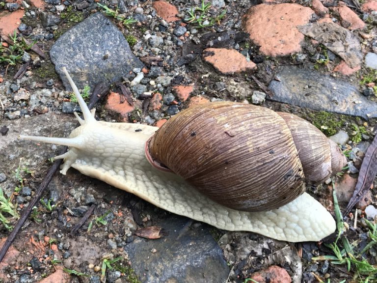 Caracol-da-Mata-Atlântica