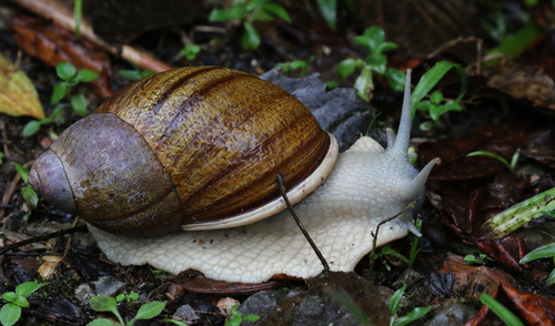 Caracol da Mata Atlântica na Natureza 