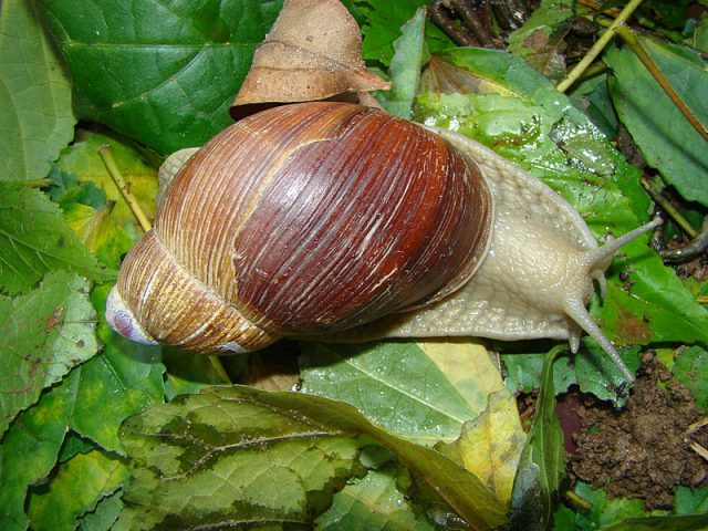 Caracol da Mata Atlântica: Endemismo
