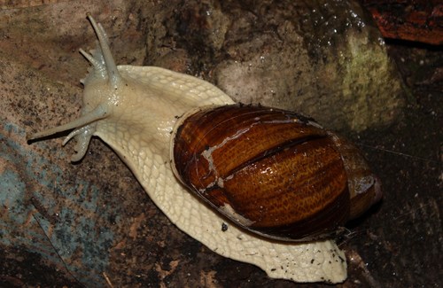 Caracol da Mata Atlântica na Natureza 