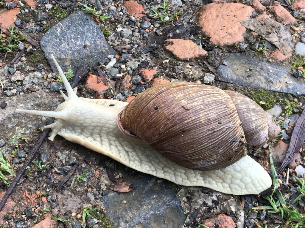 Caracol-da-Mata-Atlântica: Desafios de Sobrevivência