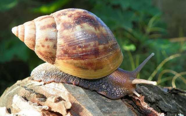 caracol africano