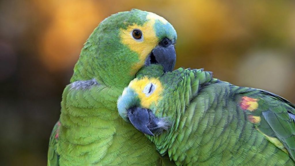 Casal de Papagaios