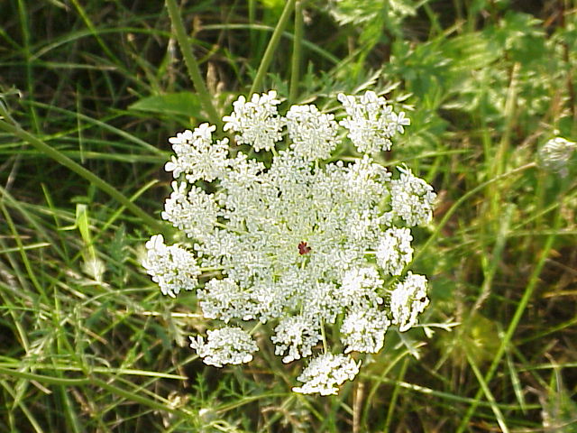 Cenoura Selvagem na Natureza