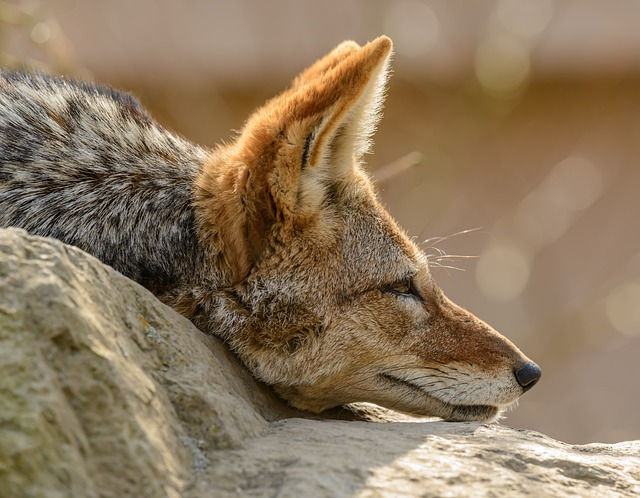 Chacal durmiendo