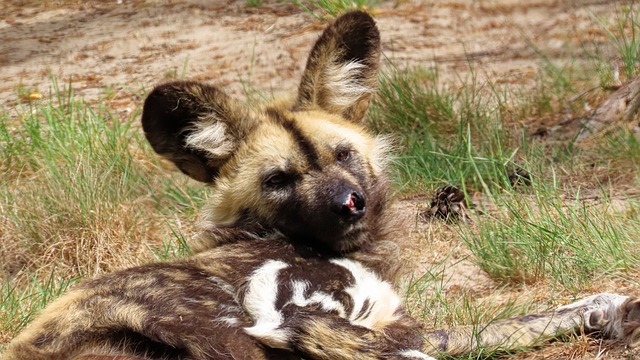 Chacal Descansando na Natureza