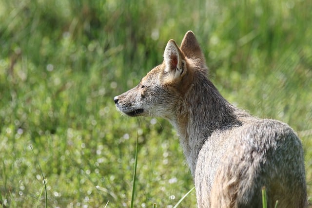 Chacal en la naturaleza