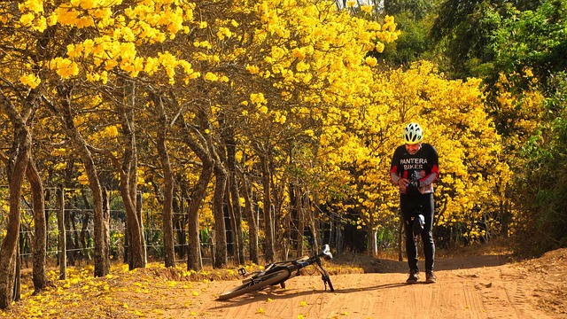 Ciclista Apreciando os Ipês Amarelos