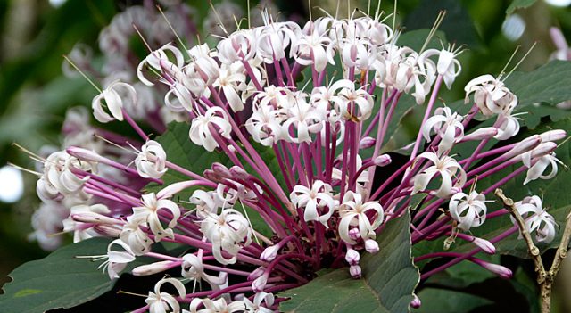 Clerodendro Cotonete Florida