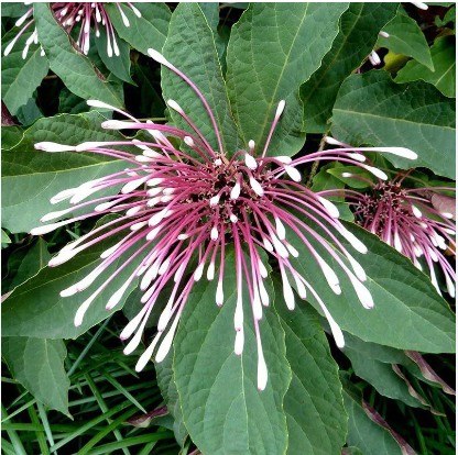 Clerodendro Cotonete Visto de Perto 