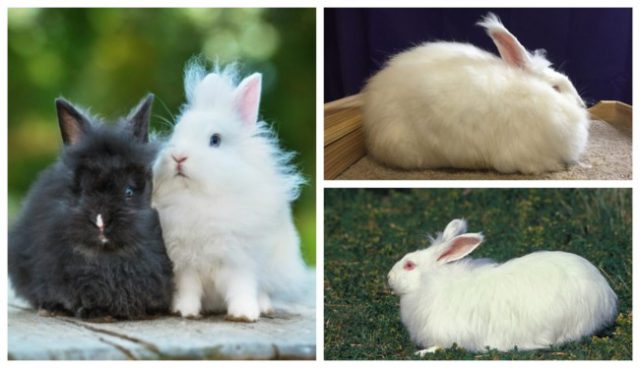 Conejo de angora