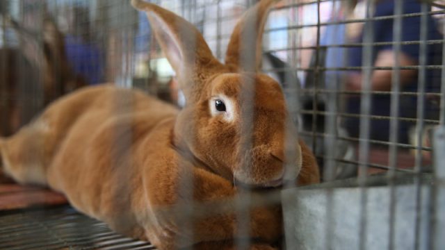 Conejo Chinchilla
