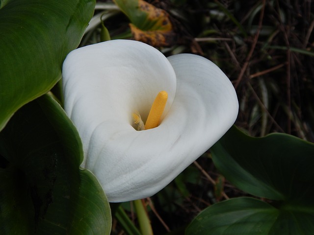 Cuidados com a Flor Copo de Leite