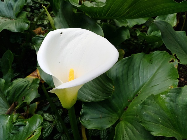 Copo de Leite na Natureza