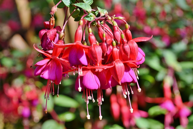 Crocosmia na Natureza 