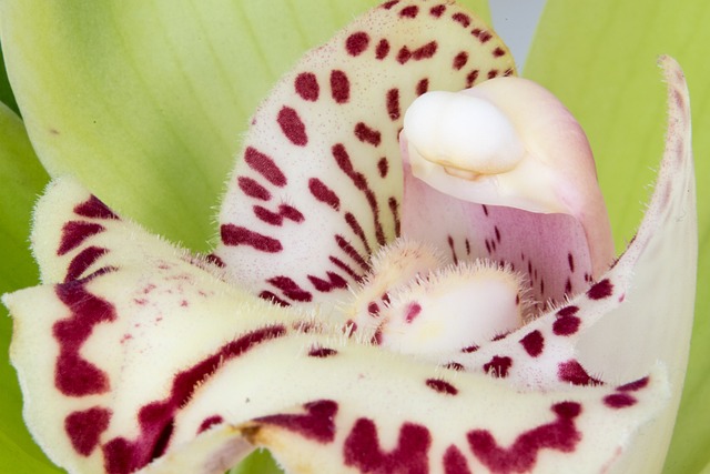 Cymbidium: Espécies e Cores Variadas