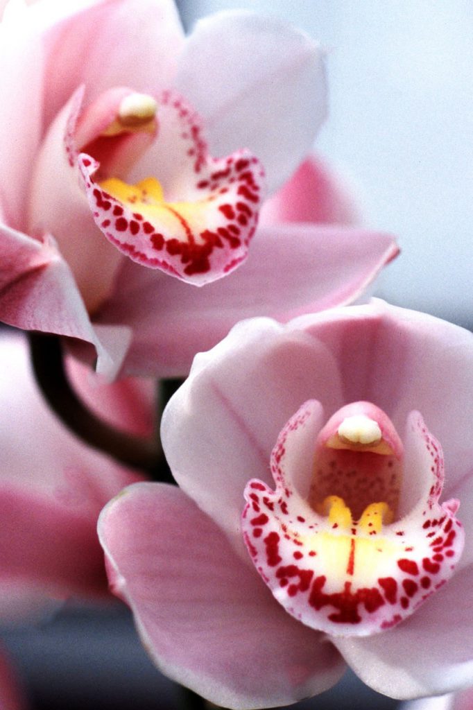 Cymbidium Rosa
