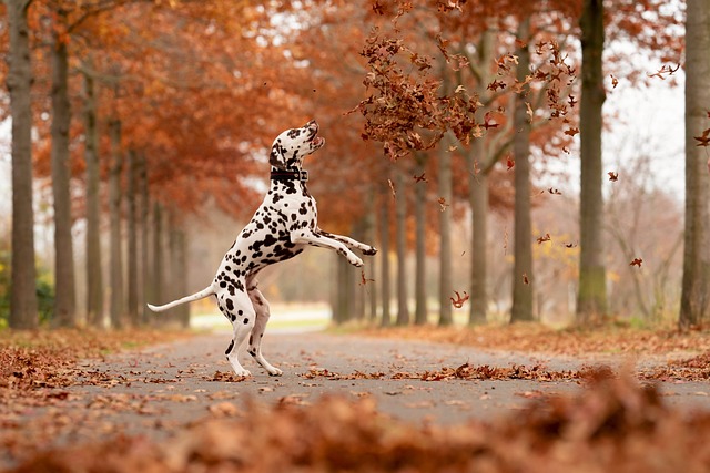 Dalmata Brincando em Campo Florido