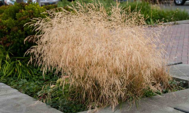 Deschampsia cespitosa 'Goldtau'