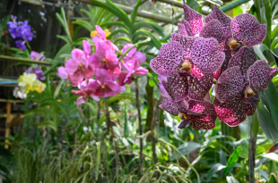 Diversas Cores de Oquídea Vanda