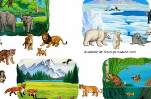 Diversos Animais Diferentes e o seu Habitat