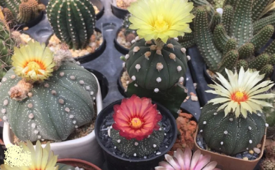 Dicas para Floração: Cactos Saudáveis