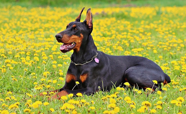 Dobermann em Campo Florido