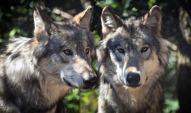 Dois Lobos na Natureza