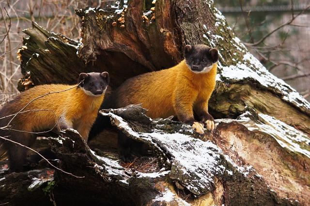 Duas Martas na Natureza