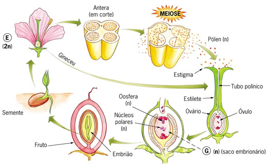 Etapas do Ovário da Flor