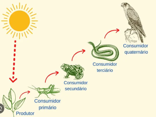 Exemplo de Cadeira Alimentar