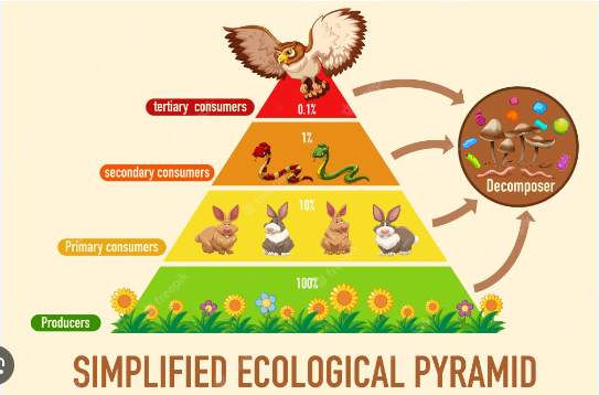 Exemplo de Pirâmede Ecológica