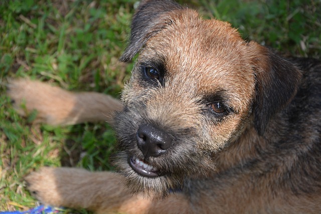 Border Terrier: Características Cativantes