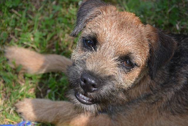 Filhote de Border Terrier