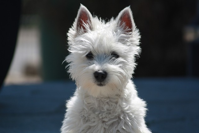 Cachorro terrier de las tierras altas del oeste