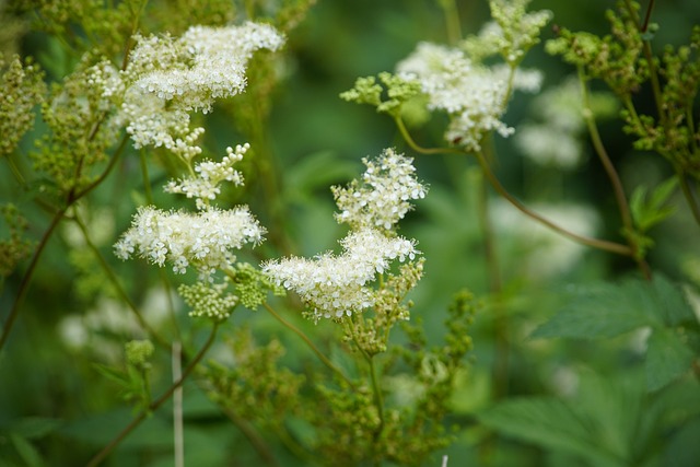 Filipêndula Branca