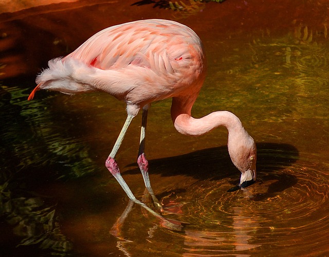 Flamingo-Chileno Bebendo Água