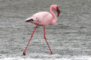 Flamingo Pequen Caminhando