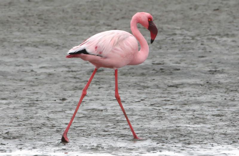 Flamingo Pequen Caminhando