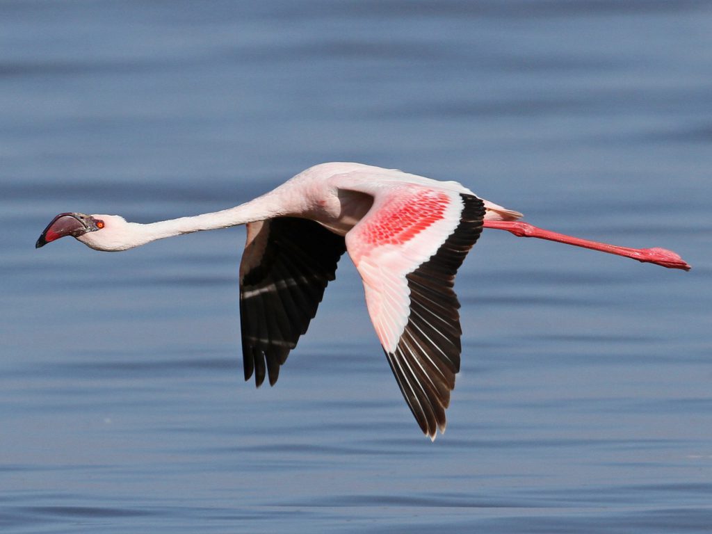 Flamingo Pequeno Voando