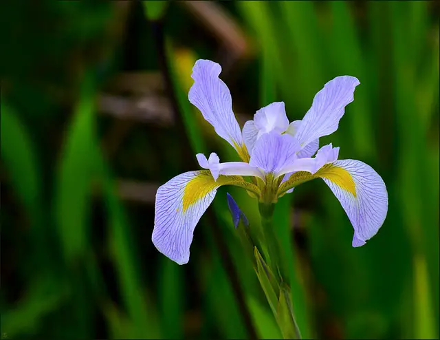 Flor Iris Holandesa
